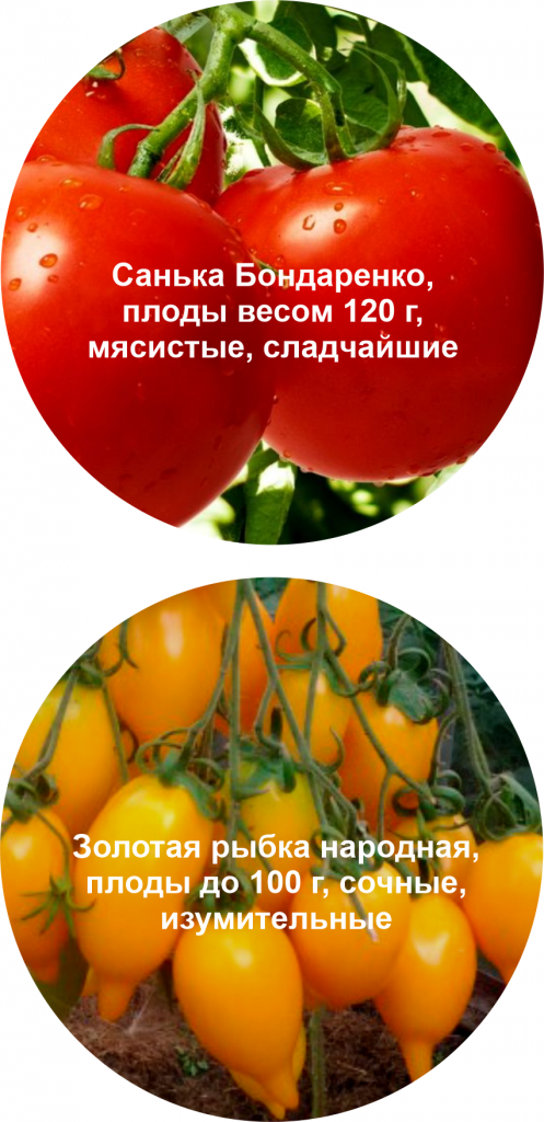 Как получить до 3 раз больше томатов, перцев, баклажанов в открытом грунте?