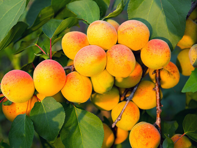 здоровое растение и плоды абрикоса