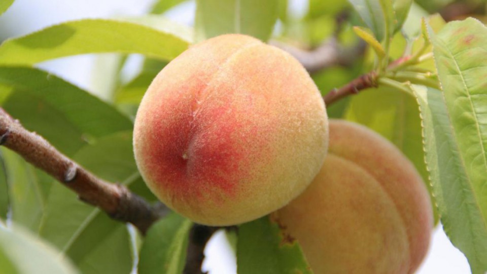 здорове растение и плоды персика