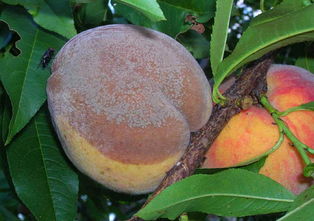 монилиоз косточковых (серая плодовая гниль) на персике