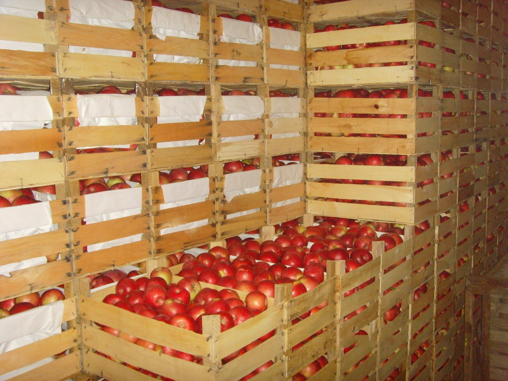 Хранение яблок в домашних условиях