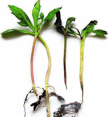 черная ножка на растениях тагетиса