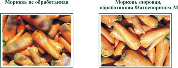 морковь обработанная и не обработанная фитоспорином