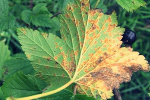 бокальчатая ржавчина на листе смородины