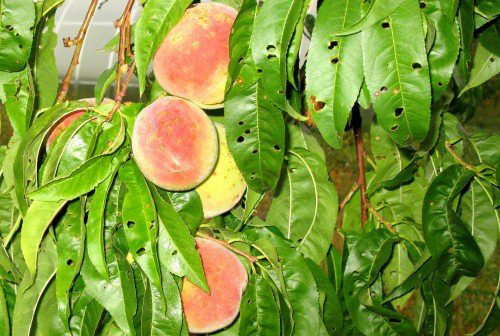клястероспориоз на листьях персика