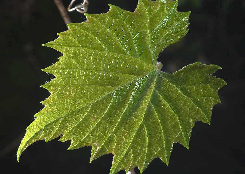 здоровый лист винограда