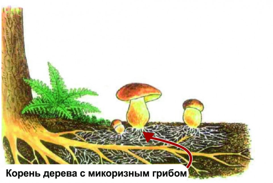 Корни грибов как называется. Шляпочные грибы микориза. Симбиотрофы микориза. Грибница микориза. Микориза грибокорень.