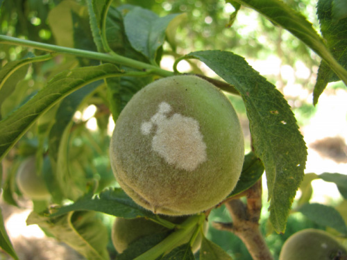 мучнистая роса на плодах персика