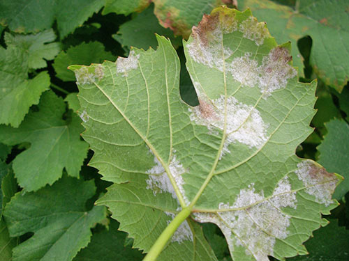 лист винограда пораженный ложной мучнистой росой