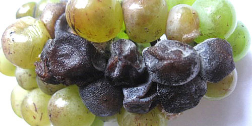 виноград, зараженный черной гнилью