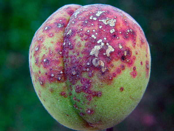 клястероспориоз на плодах персика