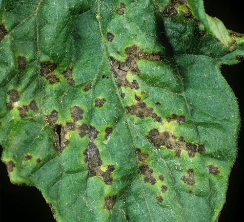 черная бактериальная пятнистость на листе