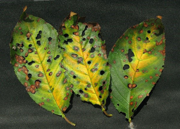 клястеросориоз на листьях вишни