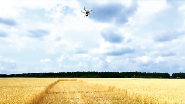 полет дрона над полем пшеницы