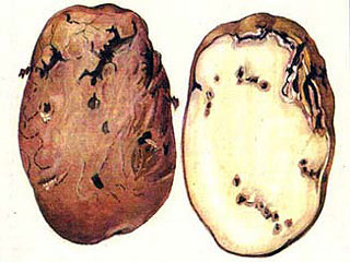 картофель пораженный картофельной молью
