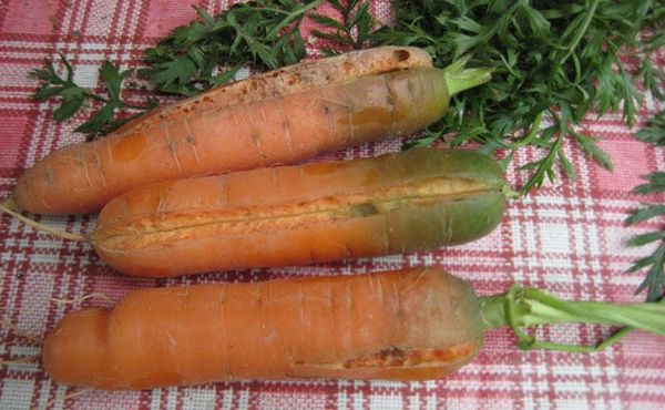 Морковь с зеленой верхушкой