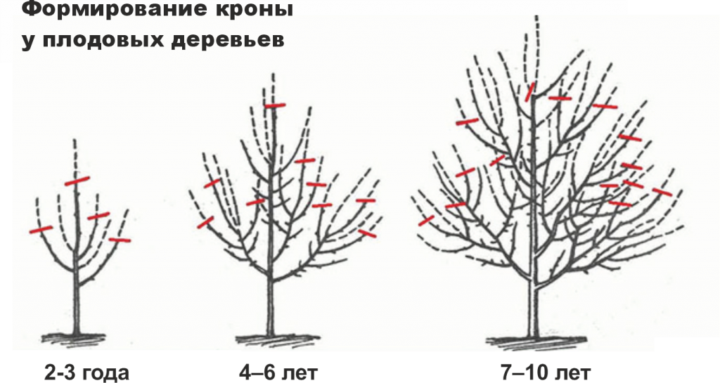 Формирование кроны деревьев