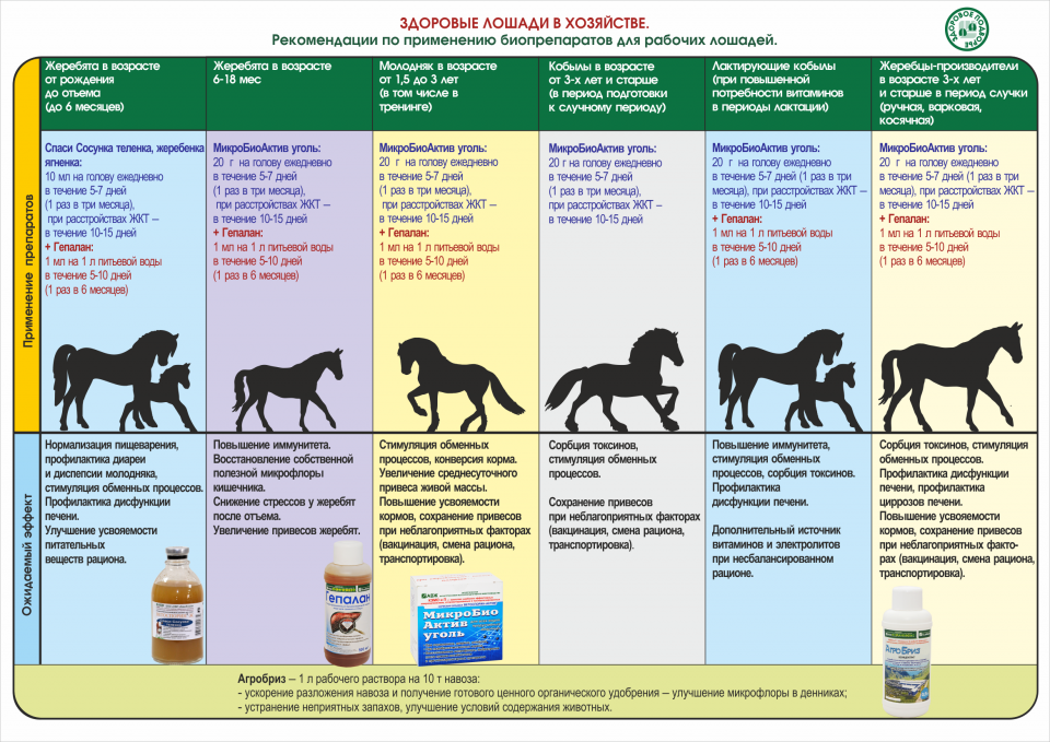 Содержание лошади: описание, уход и размножение