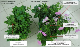 Биотехнология получения посадочного материала для питомников декоративных и цветочных культур