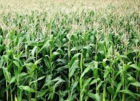 Возделывание кукурузы