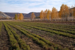 Выращивание сеянцев с открытой корневой системой