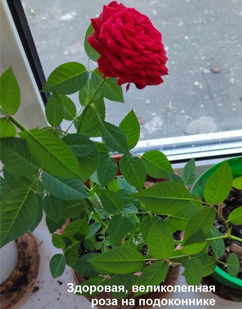 Здоровая роза